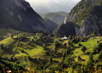 Буковина Румынская