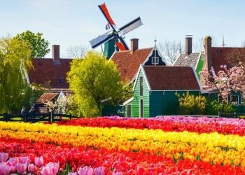 Parada kwiatów w Keukenhof i nie tylko…..